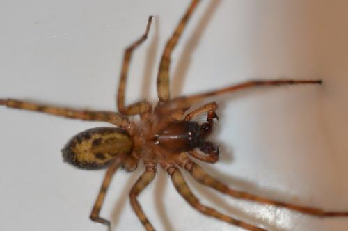 Amaurobius similis